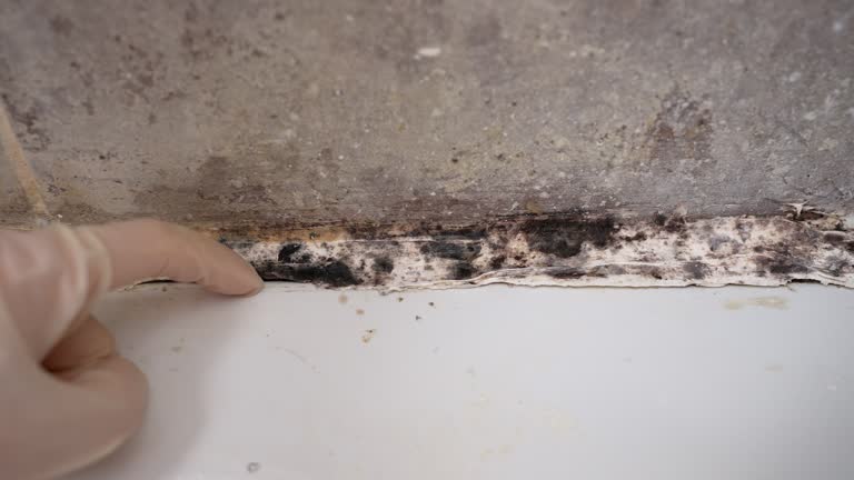 Best Environmental Consulting for Mold Prevention  in Albion, PA